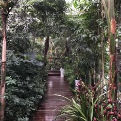 香樟树群， 天然空气净化带