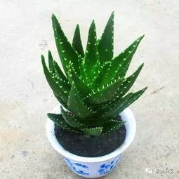 芦荟服盆时间+浇水频率，养植秘诀一网打尽！