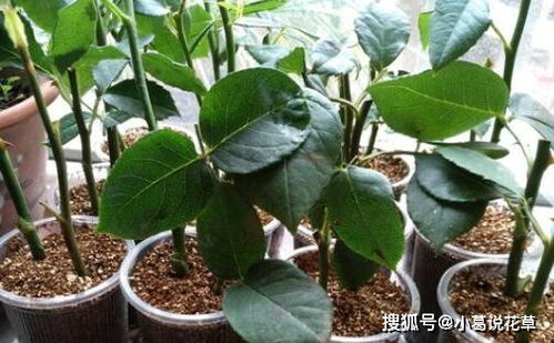 牡丹枝条如何修剪才能快速生根？