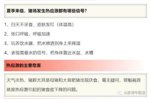 猪群热应激危害大！如何有效防控