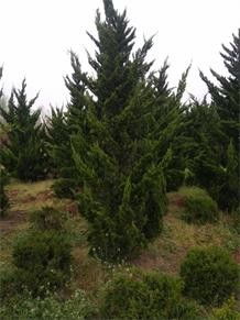 龙柏和柏树价格大比拼