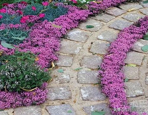 低维护品种的花园植物