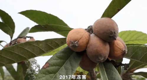 年轻人为何不种枇杷树？老一辈有何见解
