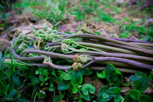 种子泡水的正确姿势