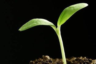 黑砂糖助力发酵