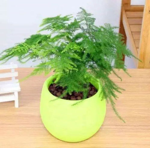 文竹养护指南：最佳肥料选择与茂盛生长秘诀
