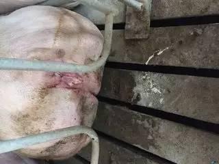 母猪尿液白尿消失秘诀，你找到了吗