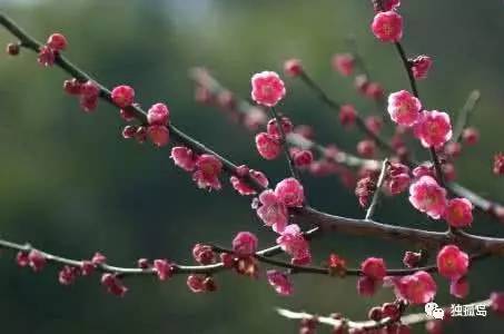 疏影横斜水清浅，暗香浮动是梅花
