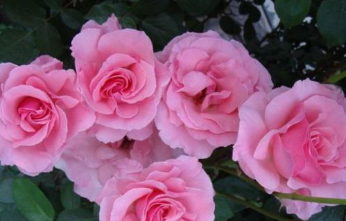 紫花海棠的花期与种植