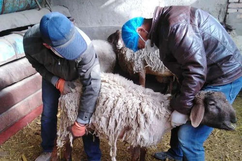 春季疫病防控，保障养殖安全