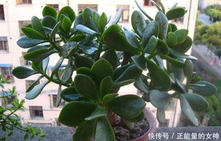 聚财树修剪造型，如何打造独特财富树