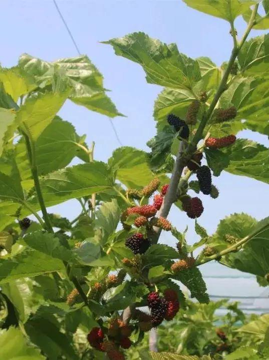 台湾长果桑葚种植技术，探讨如何提高果实品质与产量