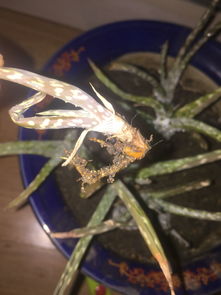 芦荟叶子干了还能救活吗