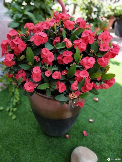 阳台种花， 耐旱耐寒，美丽又轻松