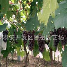 葡萄树苗：户县特色产业的困境