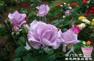 优点9：香味宜人：