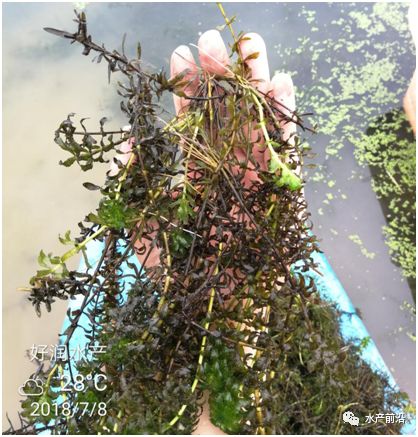 种橡树， 心要上