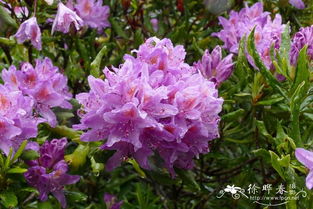 紫藤的经济价值和生态保护价值：多重效益