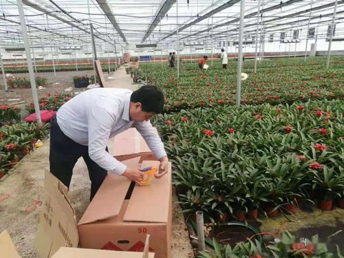 速冻保鲜，甜玉米绽放花卉市场新活力