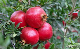 石榴防范病虫害的方法：加强栽培管理