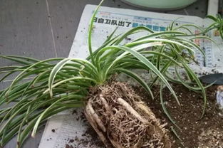 佛珠吊兰烂根怎么办？如何挽救