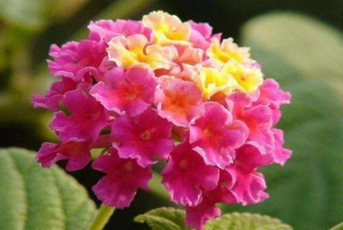 多彩花卉，自然界的调色板