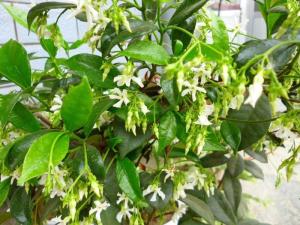 络石藤：那些你不知道的独特功效