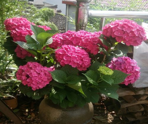 月季老桩苗的弊端