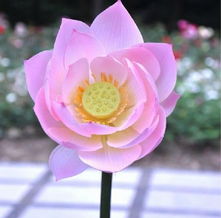 钻石花盆，钻石玫瑰的“高贵伴侣”