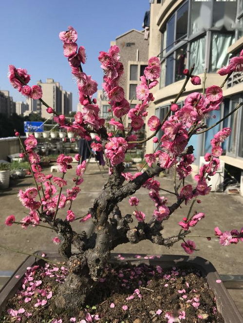 梅花施肥小技巧，你知道吗？