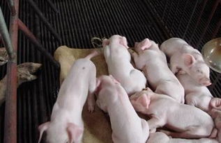 冬季断奶仔猪饮水温度应控制在多少度Zui适宜？