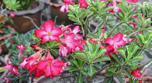 杜鹃花如何科学浇水施肥，才能保证其花朵鲜艳且生长旺盛