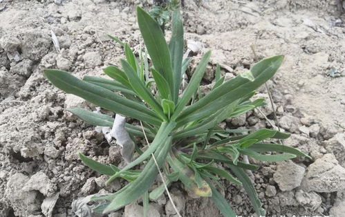 香菜：提味的佳品