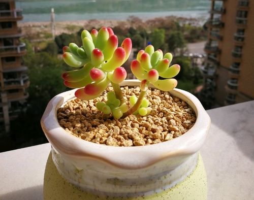 如何根据扦插园林花木花卉所需环境条件，选择合适的扦插方法？