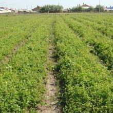 臭党参种苗，正宗寻宝记