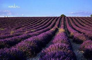 薰衣草花香引，开启心灵新旅·寻放松之花
