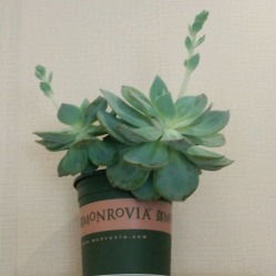 月季花那些事儿