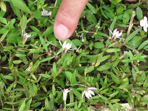 常见水边野草图鉴