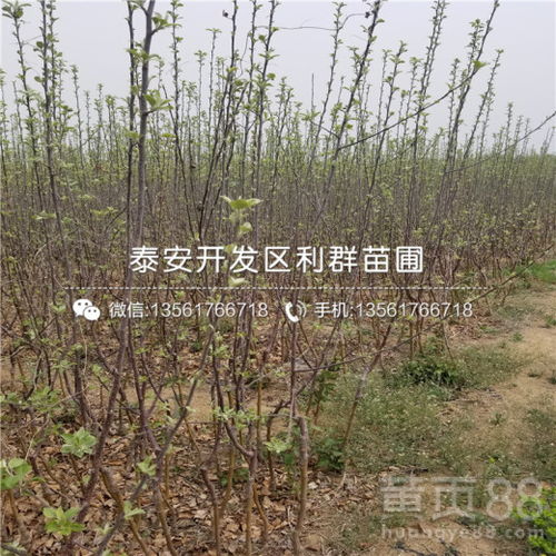 树苗的世界：5年树苗的价格大揭秘