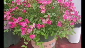 嫁接棒棒糖月季的小窍门