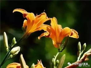 养什么花好？开黄花的植物