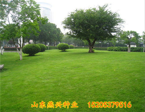 草种质量标准，你懂吗？