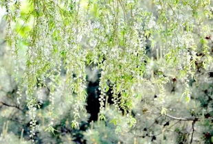 竹子的种子传播