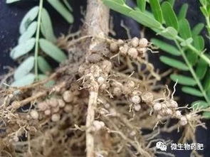 红松与臭冷杉的共生关系