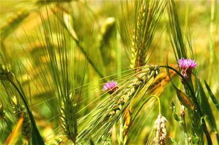 大豆除草剂对水稻秧苗生长的影响