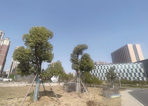 城市脉络中的绿色卫士：行道树的绿色角色