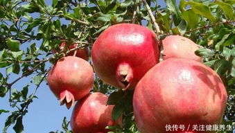 石榴的生长习性和特点是否足以证明它是一种树木