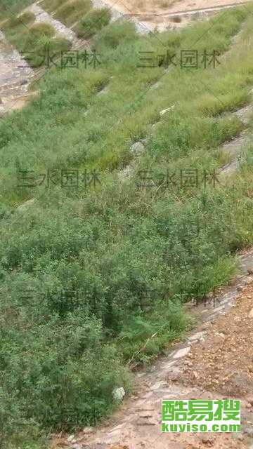 水利复绿，选草也讲究门道？