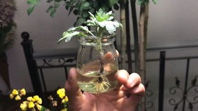 黄金草繁殖方法有哪些？教你简单易学的小技巧