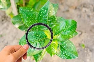 盆栽害虫烦恼？杀虫剂喷花盆，真的平安吗？